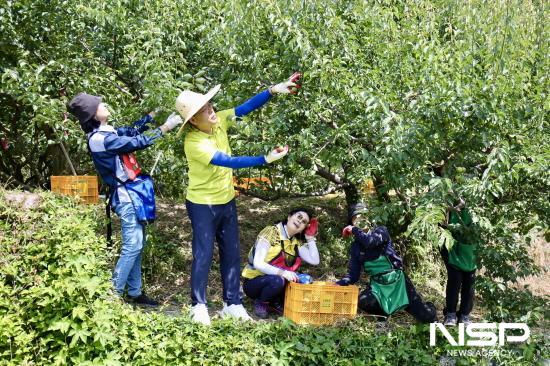 NSP통신-이돈성 조합장 매실 수확 (사진 = 동광양농협)