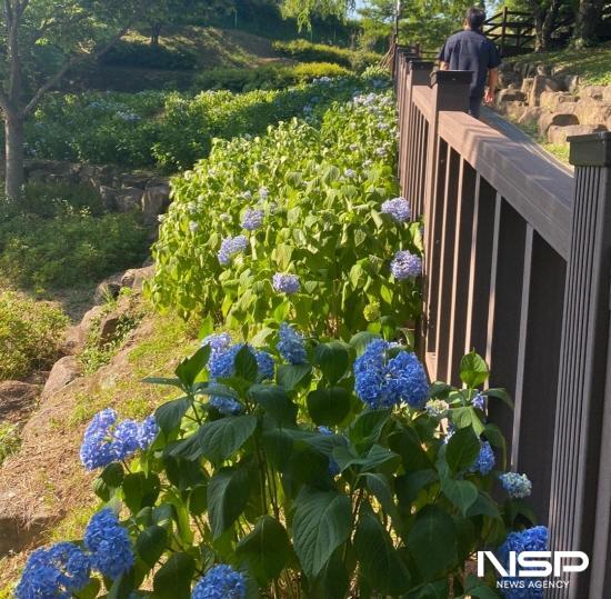 NSP통신-광양읍 우산문화공원 산책로 주변 수국 (사진 = 광양시청)