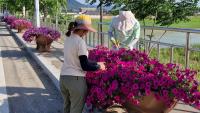[NSP PHOTO]강진군, 사계절 꽃피는 도시 조성 위한 여름 초화 지원