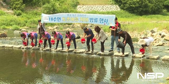 NSP통신-장수군이 21일 어류 전염병 검사를 통과한 건강한 메기 치어 약 9만 미를 천천면 일대 하천에 방류하고 있다. (사진 = 장수군)