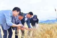 [NSP PHOTO]장성군, 슈퍼푸드 호라산 밀 수확 성공
