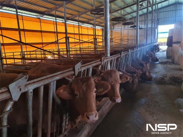NSP통신-전남도가 30마리 이하 소규모 농가에 사료비 인상액 50%를 보조한다 (사진 = 전남도)