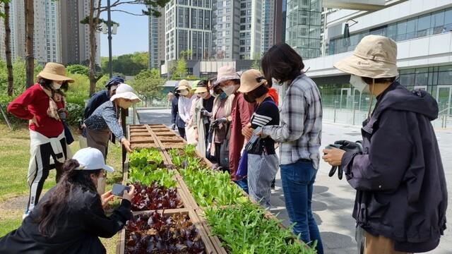 NSP통신-도심 내 텃밭에서 시민들이 텃밭활동을 하고 있다. (사진 = 수원시)