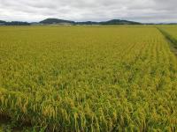 [NSP PHOTO]무안군, 고품질 쌀 생산 위한 벼 이삭거름 적기 적량 사용 당부