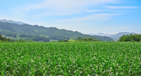 NSP통신-곡성군 흑찰옥수수 생산단지. (사진 = 곡성군)