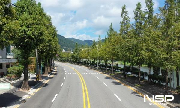 NSP통신-순천시 강변로 가로수 (사진 = 순천시)