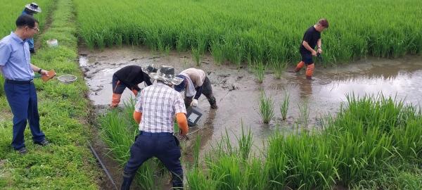 NSP통신-강진군의 왕우렁이 수거활동. (사진 = 강진군)