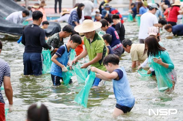 NSP통신-제16회 보성전어축제가 8월 16일 개막한다.(2017년 전어잡기 체험 사진) (사진 = 보성군)