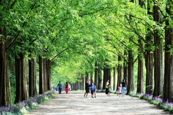 NSP통신-담양 메타세쿼이아 가로수길. (사진 = 담양군)