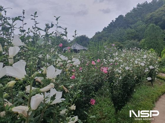 NSP통신-완주군 고산문화공원(무궁화테마식물원 일원)에서 오는 10일 제34회 나라꽃 무궁화 완주축제가 활짝 열린다. (사진 = 완주군)