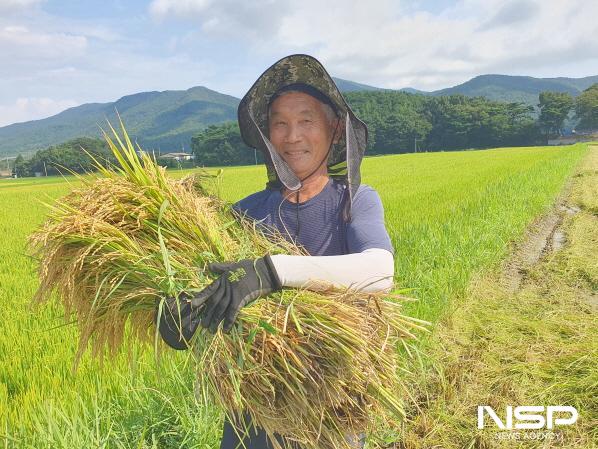 NSP통신-보성군 웅치올벼쌀 수확하고 있는 전경 (사진 = 보성군)