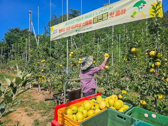 NSP통신-영주시 과일계의 금메달 노란 사과 골든볼 첫 출하, 새콤달콤 맛과 저장성이 좋아 소비자·농가 선호 기대 (사진 = 영주시)