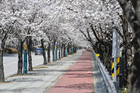 NSP통신-영주시 서원로 명품 가로수길 등극, 이팝나무·왕벚나무길에 소나무 어우러져, 산림청 우수 관리 가로수길에 선정 (사진 = 영주시)