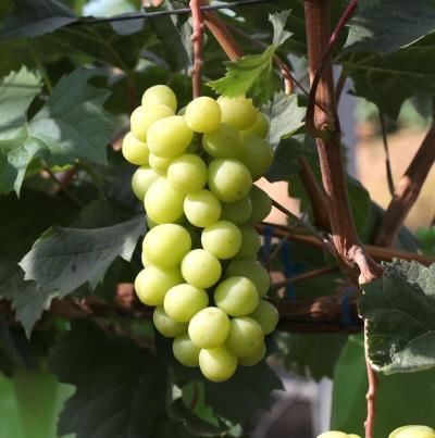 [NSP NEWS Image]화성시 최고의 샤인머스켓 가리는 품평회 연다