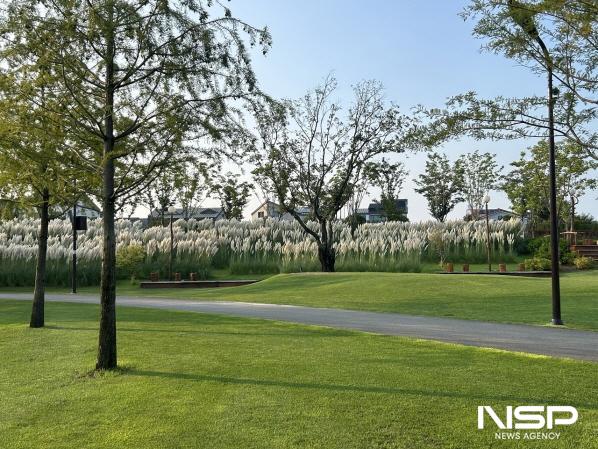 NSP통신-오천그린광장에 풍성하게 만발한 팜파스그라스 (사진 = 순천시)