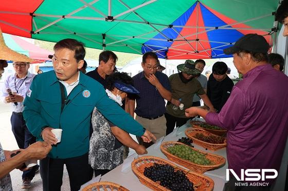 NSP통신-전춘성 진안군수가 3일 관내 포도 시설 하우스와 유럽종 포도 품평회 현장을 찾아 진안 포도의 우수성을 알리고, 농가 애로사항과 다양한 의견을 청취하는 시간을 가졌다. (사진 = 진안군)