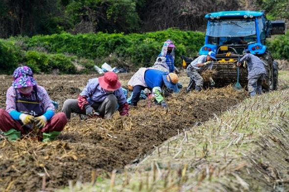 NSP통신-영주시, 내년도 외국인 계절근로자 고용 희망농가 30일까지 신청 및 접수, 맞춤형 인력 공급으로 농가 만족도 제고, 유치 국가 다원화 및 공공형 계절근로중개센터 확대 추진 (사진 = 영주시)