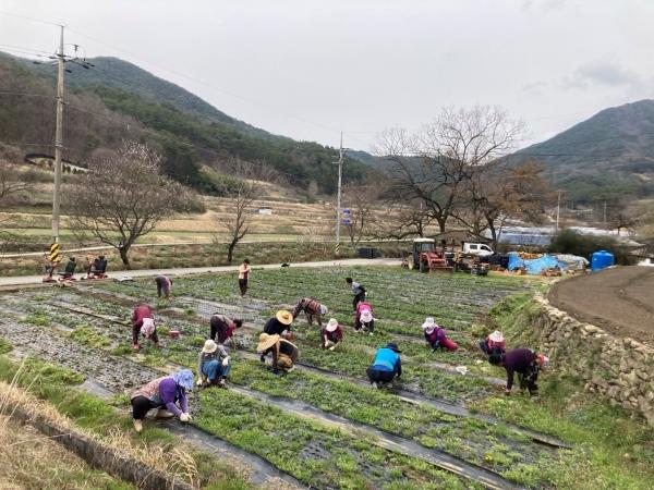 NSP통신-곡성군 죽곡면 삼태마을 주민들이 공유농장에서 일을 하고 있다. (사진 = 곡성군)