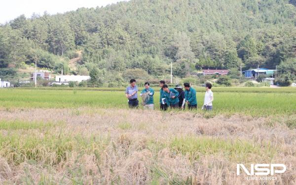 NSP통신-고흥군은 추석 연휴 동안 벼 농가의 벼멸구 피해 현장을 점검하고 피해 예방을 위해 4억 원의 예비비를 긴급 투입 한다 (사진 = 고흥군)