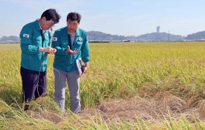 [NSP PHOTO]장흥군, 벼멸구 긴급 방제 예비비 5억 4천만원 투입