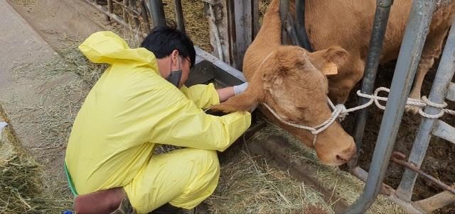 NSP통신-용인특례시가 10월 31일까지 소와 염소 사육농가를 대상으로 구제역 예방백신 일제접종을 진행한다. (사진 = 용인특례시)