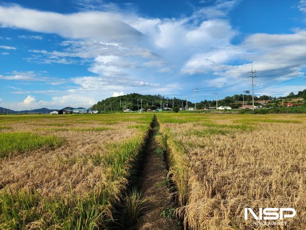 NSP통신-전남도는 폭염으로 인한 벼멸구 피해를 재해로 인정해 줄 것을 정부에 4번째 건의했다. (사진 = 전남도)