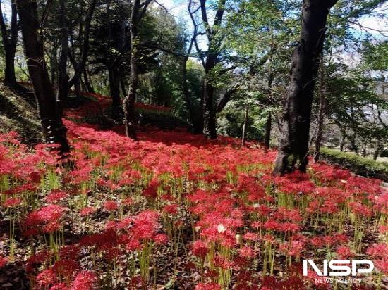 NSP통신-광양 우산공원 꽃무릇 만개 (사진 = 광양시청)