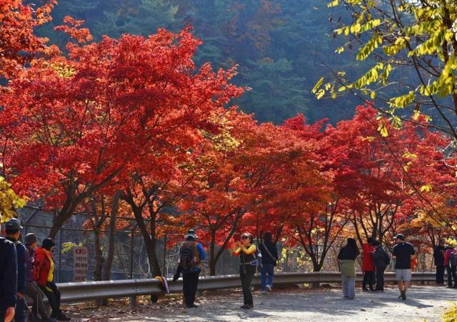 NSP통신-서울대 관악수목원에 단풍이 만개한 모습. (사진 = 안양시)