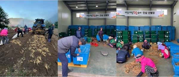 NSP통신-파주시의 개성 인삼 축제 앞두고 막바지 선별작업 모습 (사진 = 파주시)