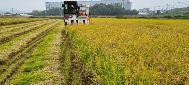 NSP통신-용인특례시가 2024년 공공비축미 820톤을 매입한다. (사진 = 용인특례시)