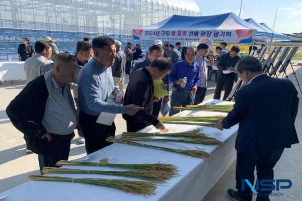 NSP통신-경상북도농업기술원은 지난 8일 국립식량과학원, 구미시농업기술센터와 공동으로 신품종 육성을 위한 수요자 참여형 벼 품종 개발 현장평가회를 벼 작목반 회원 등 60여 명이 참석한 가운데 구미시농업기술센터 시험포장에서 개최했다. (사진 = 경상북도농업기술원)