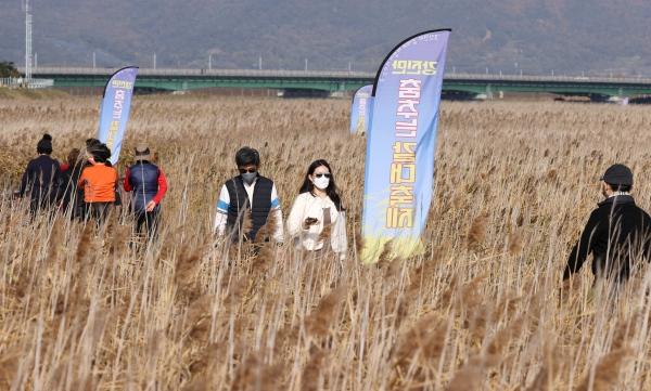 NSP통신-지난 해 열린 강진만 춤추는 갈대축제. (사진 = 강진군)