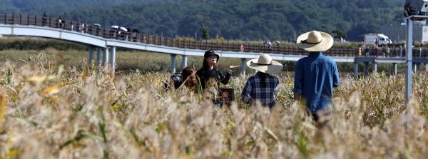 NSP통신-강진만생태공원의 갈대밭 사이로 관광객들이 가을을 만끽하고 있다. (사진 = 강진군)