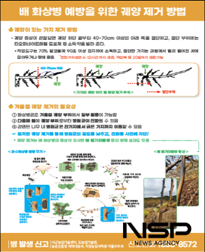 NSP통신-배 궤양제거 방법 (사진 = 광양시청)