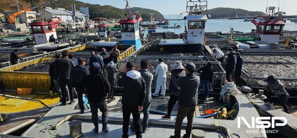 NSP통신-지난 25일 고흥군 도화면 구암위판장 물김 위판을 시작했다 (사진 = 고흥군)