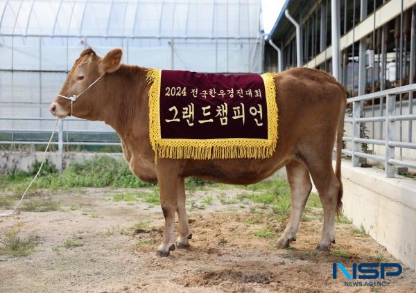 NSP통신-경상북도가 지난 26일 농협 안성팜랜드 종합행사장에서 열린 2024 전국 한우경진대회에서 경북 지역에서 출품한 김영석(포항) 농가의 한우가 종합우승인 대통령상(그랜드챔피언)을 받았다고 밝혔다. (사진 = 경상북도)