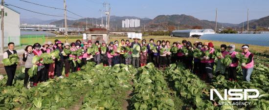 NSP통신-배추 수확 (사진 = 광양농협)