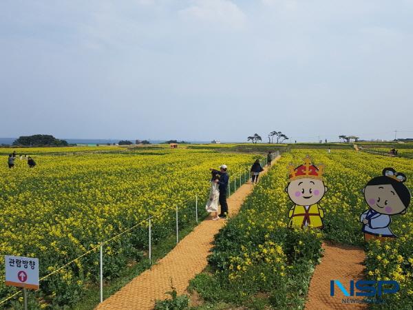 NSP통신-호미반도 경관농업 유채꽃 단지 전경 (사진 = 포항시)