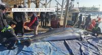 [NSP PHOTO]포항 인근 해상서 약 6m짜리 밍크고래 혼획