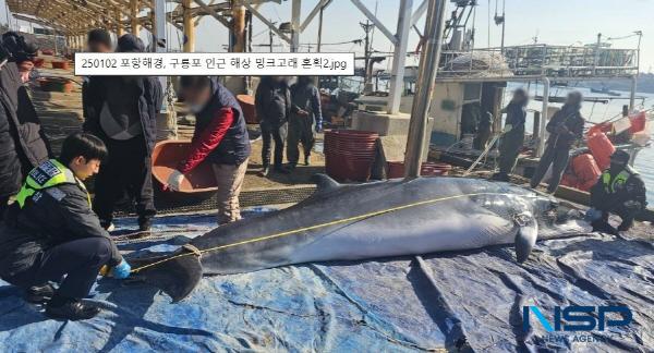 NSP통신-포항해경이 혼획된 밍크고래를 확인하고 있다. (사진 = 포항해양경찰서)