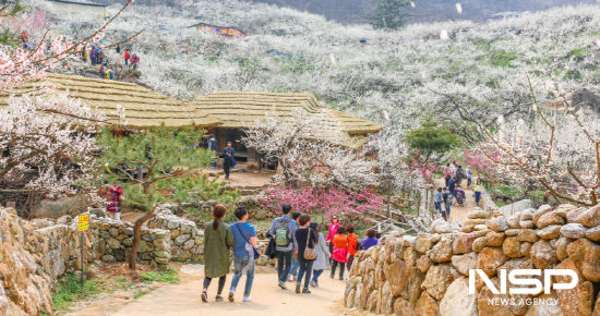 NSP통신-광양매화축제 (사진 = 광양시청)