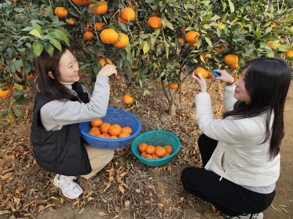 NSP통신- (사진 = 강진군)