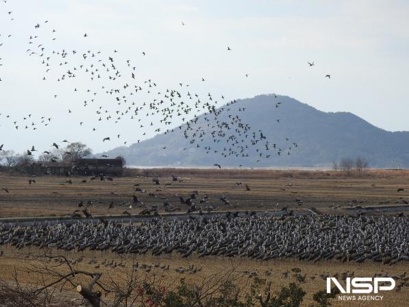 NSP통신-2024년에는 7606마리로 증가하며 순천만은 전 세계 흑두루미 개체수의 절반이 월동하는 주요 서식지가 되었다. (사진 = 순천시)