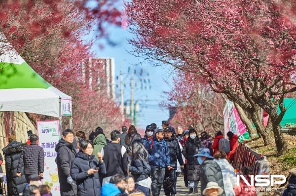 NSP통신-순천시 매곡동은 오는 22일 홍매화가 문화로 되는 순간, 즐거움이 피어나다라는 주제로 제7회 매곡동 탐매축제를 개최한다 (사진 = 순천시)