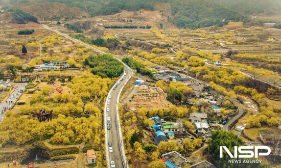 NSP통신-구례산수유꽃축제 (사진 = 구례군청)