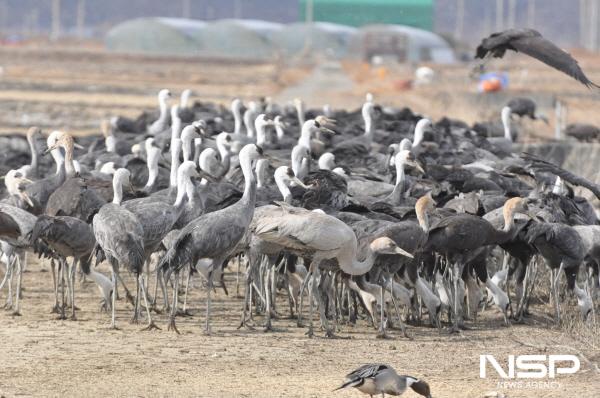 NSP통신-순천만 흑두루미 (사진 = 순천시)