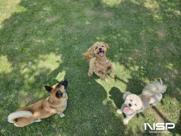NSP통신-순천시 반려동물 문화센터 실외놀이터 (사진 = 순천시)