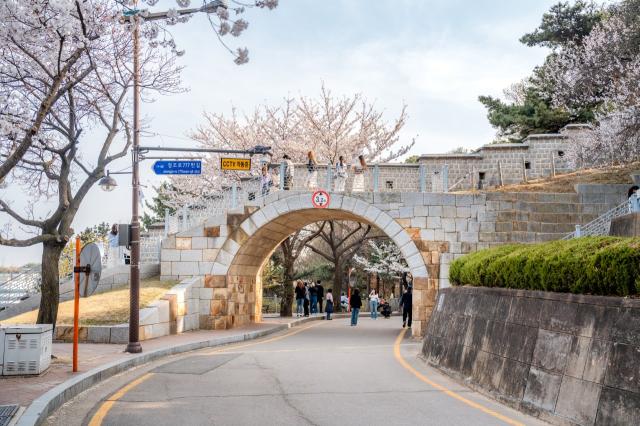 NSP통신-수원화성에 핀 벚꽃 모습. (사진 = 수원문화재단)