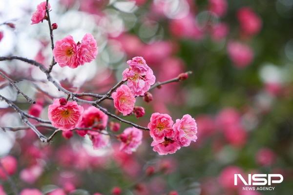 NSP통신-순천 탐매마을에 그동안 움츠려 있던 홍매 꽃봉오리가 열렸다 (사진 = 순천시)