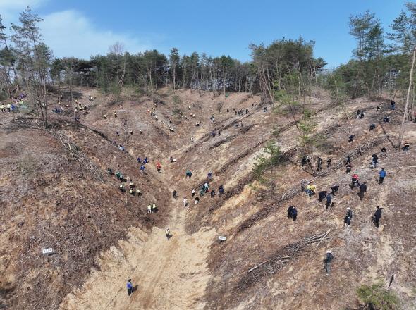 NSP통신-안동시 80회 식목일 기념 시민 나무심기 행사 개최, 14일 10시 임동면 망천리에서 백합나무 조림, 조림 및 숲가꾸기로 탄소중립 및 온실가스 감축 (사진 = 안동시)